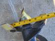 6-inch auger bit head measured across the gold-plated cutting blades and pointed pilot tip with a tape measure